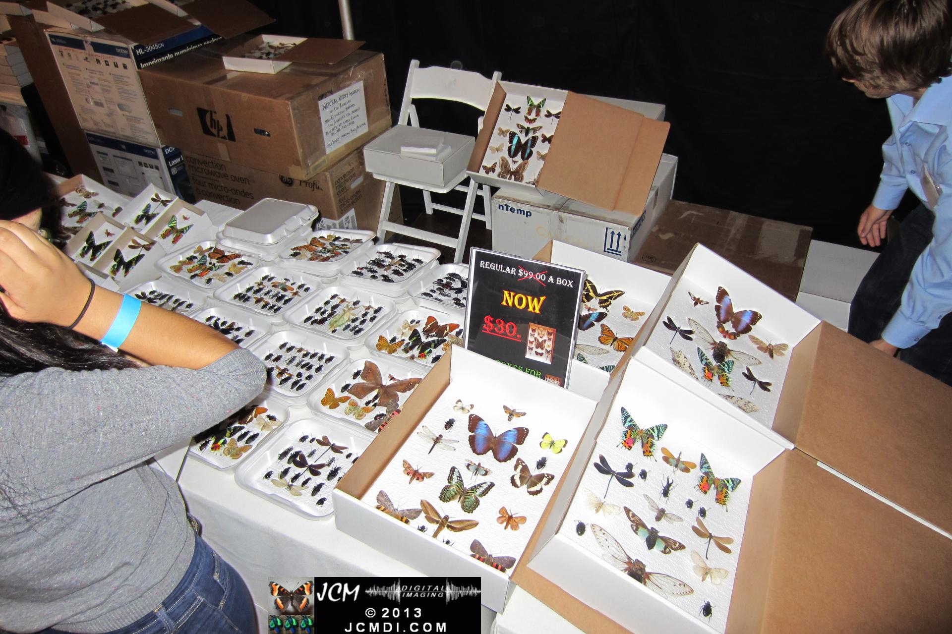 LANHM Bug Fair 2013 crowds and displays